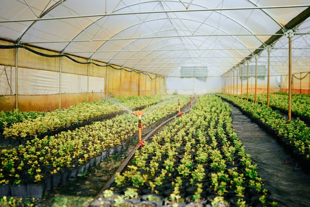 Protected Cultivation